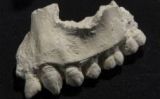 Mandíbula de l''Australopithecus deyiremeda' Mandíbula de l''Australopithecus deyiremeda'