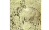Dibuix de l'elefant Hanno fet per Raffaello Sanzio Dibuix de l'elefant Hanno fet per Raffaello Sanzio