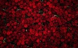 Roses Roses