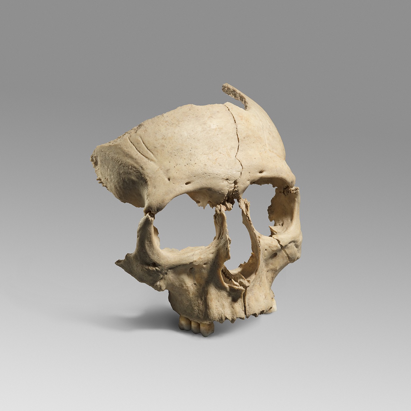 Crani ritual d’època ibèrica localitzat a Olèrdola