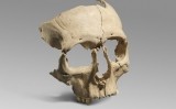Crani ritual d’època ibèrica localitzat a Olèrdola