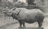 Rinoceront en un zoològic
