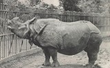 Rinoceront en un zoològic Rinoceront en un zoològic