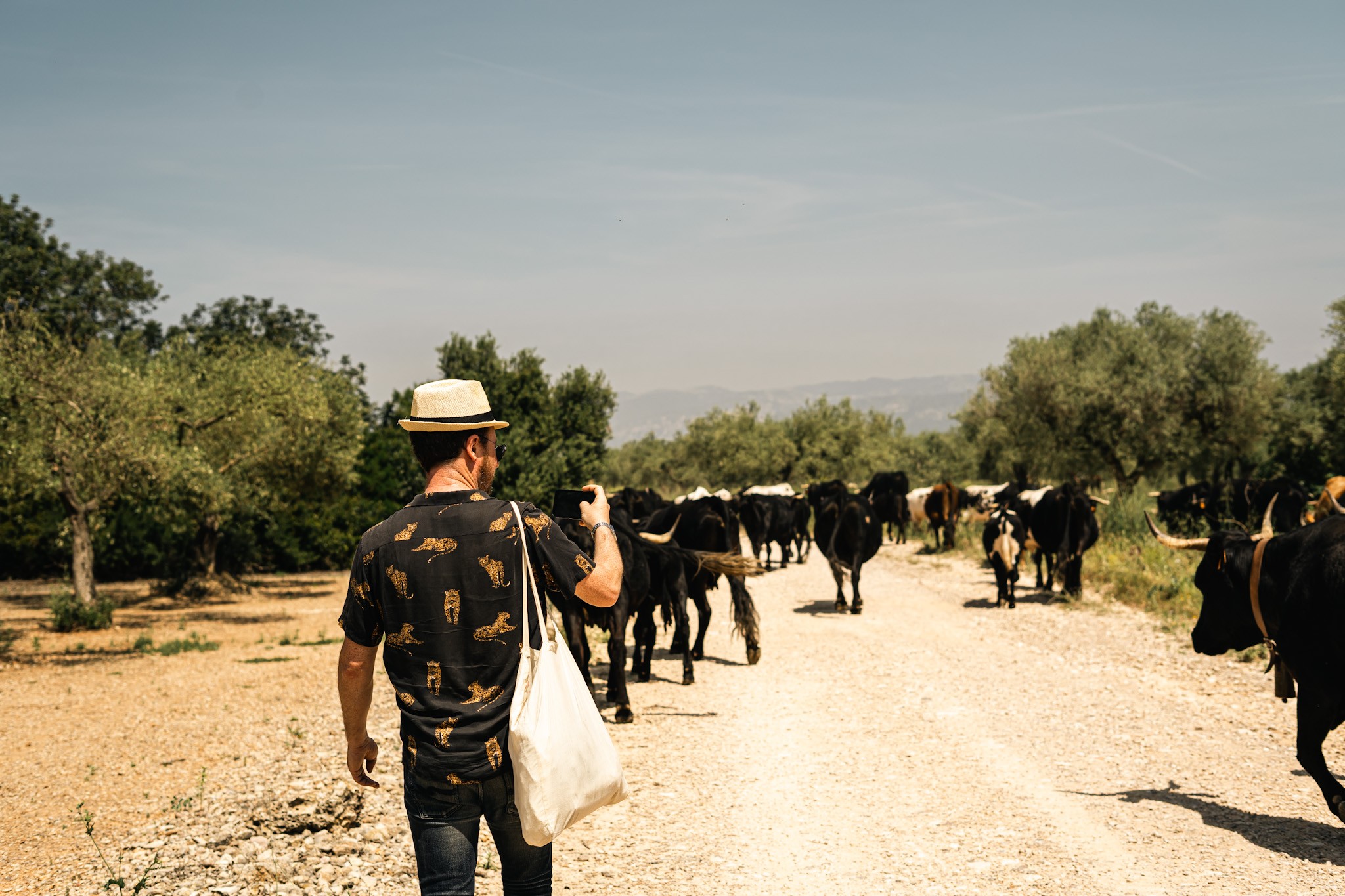 La 'Caravana Delta' acompanya la transhumància al delta de l'Ebre