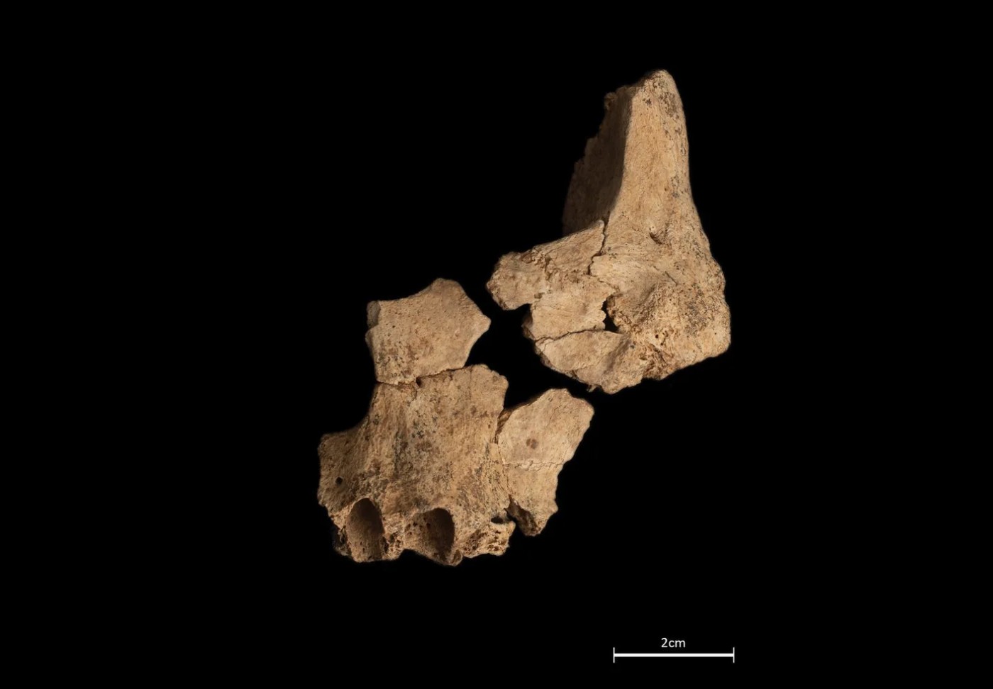 Fòssil de la cara d'un homínid localitzat a Atapuerca