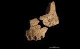 Fòssil de la cara d'un homínid localitzat a Atapuerca Fòssil de la cara d'un homínid localitzat a Atapuerca