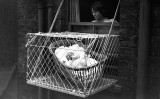 'Baby cages' o gàbies per a nadons 'Baby cages' o gàbies per a nadons