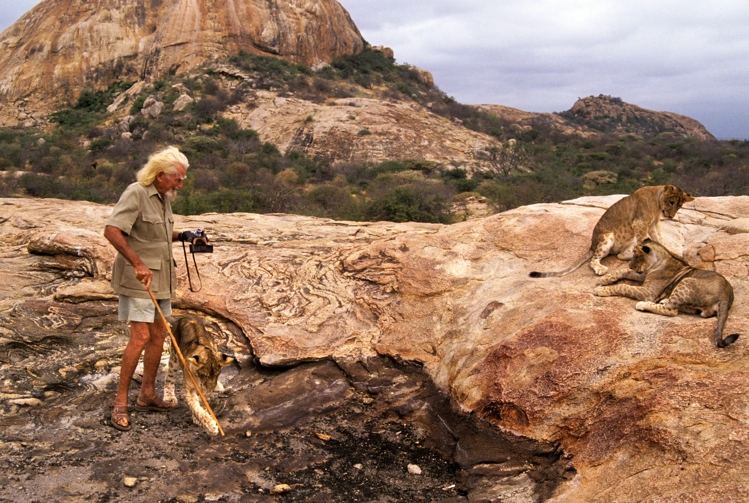 George Adamson amb un grup de lleons al parc de Kora de Kenya