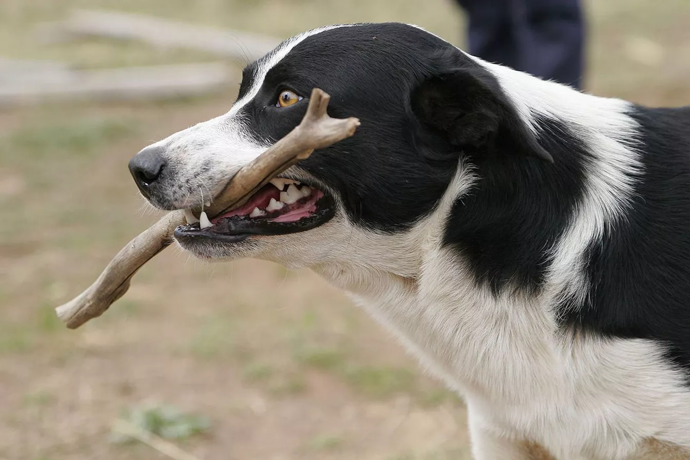 Un gos rossegant una branca