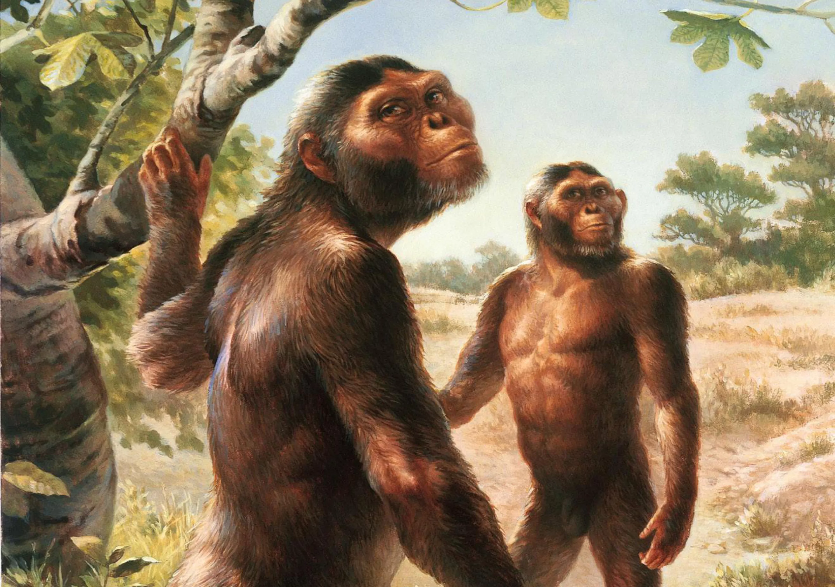 De la Lucy, una dona adulta de l’espècie 'Australopithecus afarensis', se’n va trobar el 40% de l’esquelet. Com que era l’homínid més antic trobat fins almoment, va ser coneguda com 'l’àvia de la humanitat'