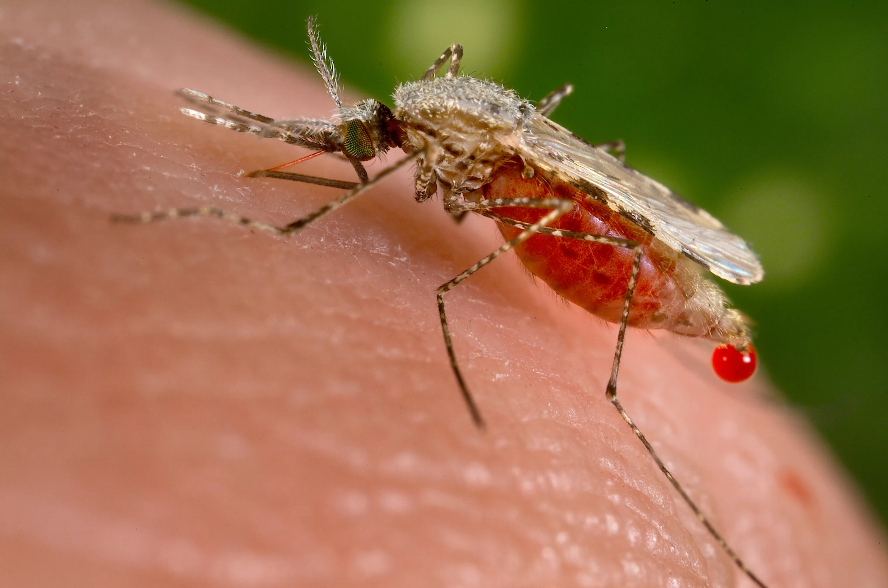 Gènere de mosquit que transmet la malària