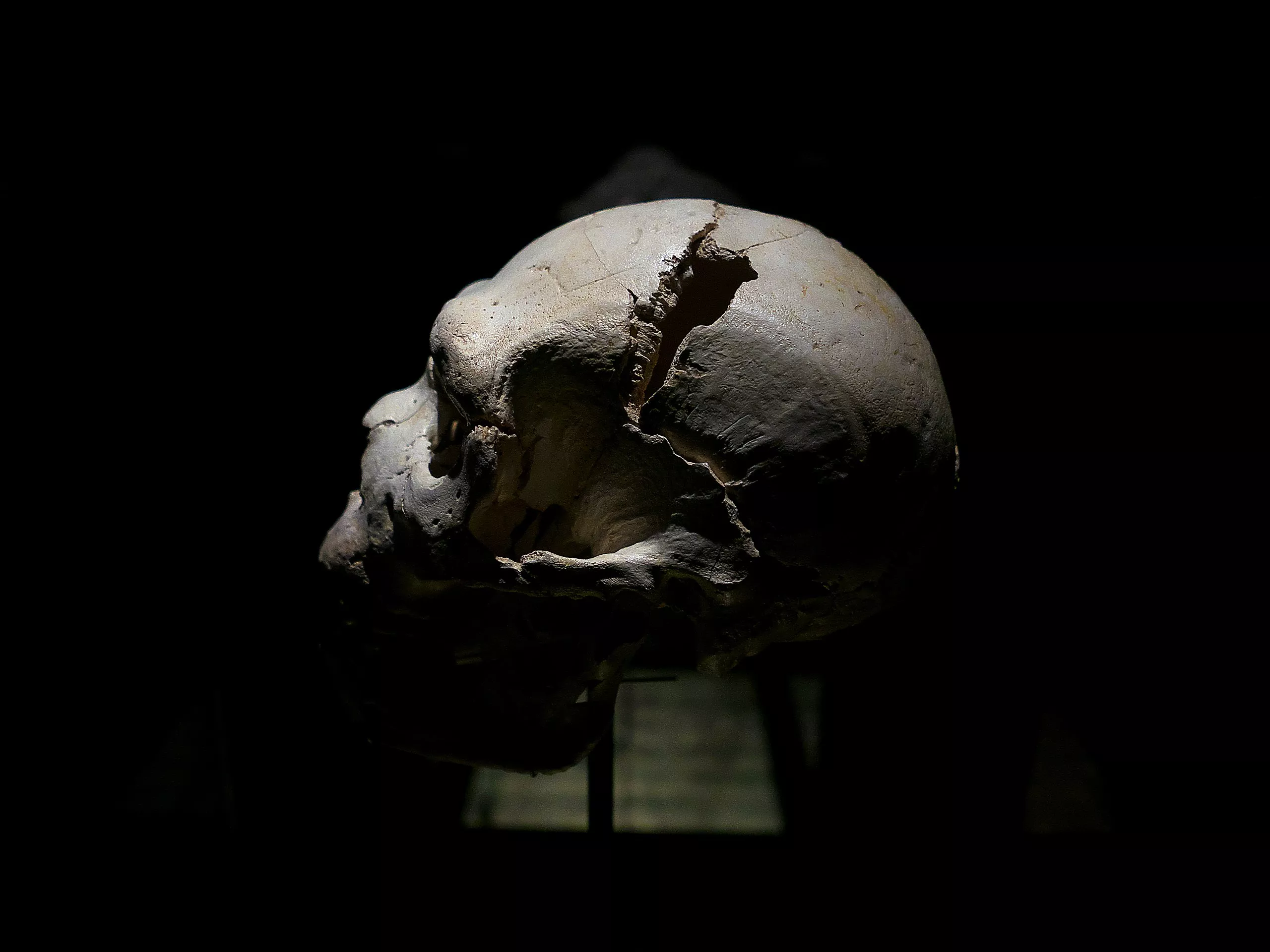 Crani d'Homo Heidelbergensis