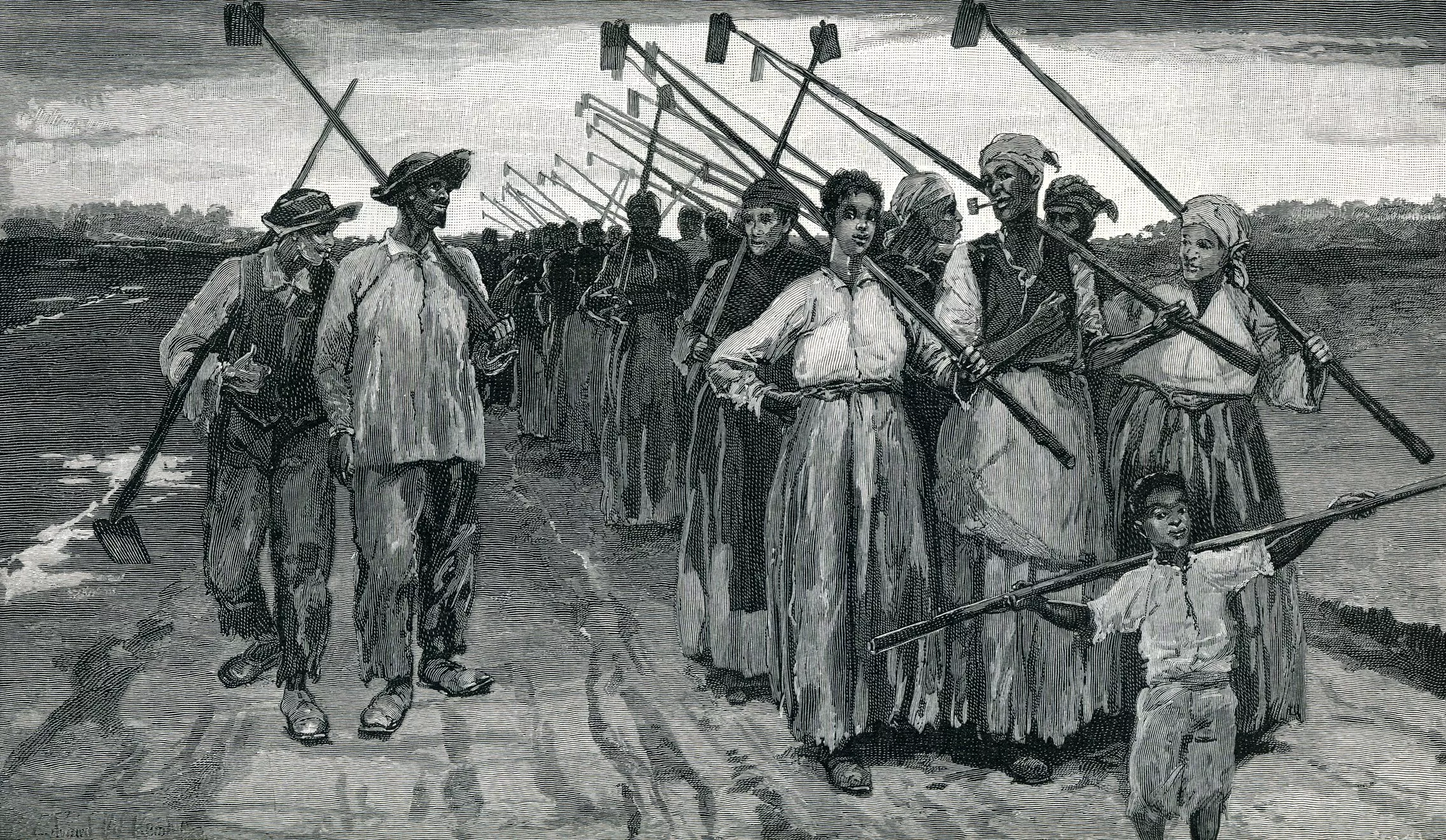 Il·lustració d'esclaus en un camp de Louisiana al segle XIX