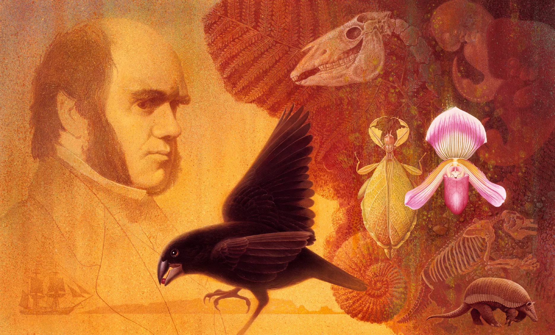 Els armadillos, les aus de les illes Galàpagos i diversos espècimens fòssils són algunes de les espècies que més van sorprendre al jove Charles Darwin, totes elles recreades en aquesta il·lustració