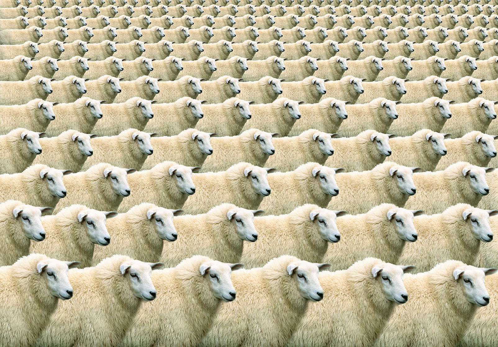 El cas de l’ovella Dolly va encendre el debat sobre els límits ètics de la clonació