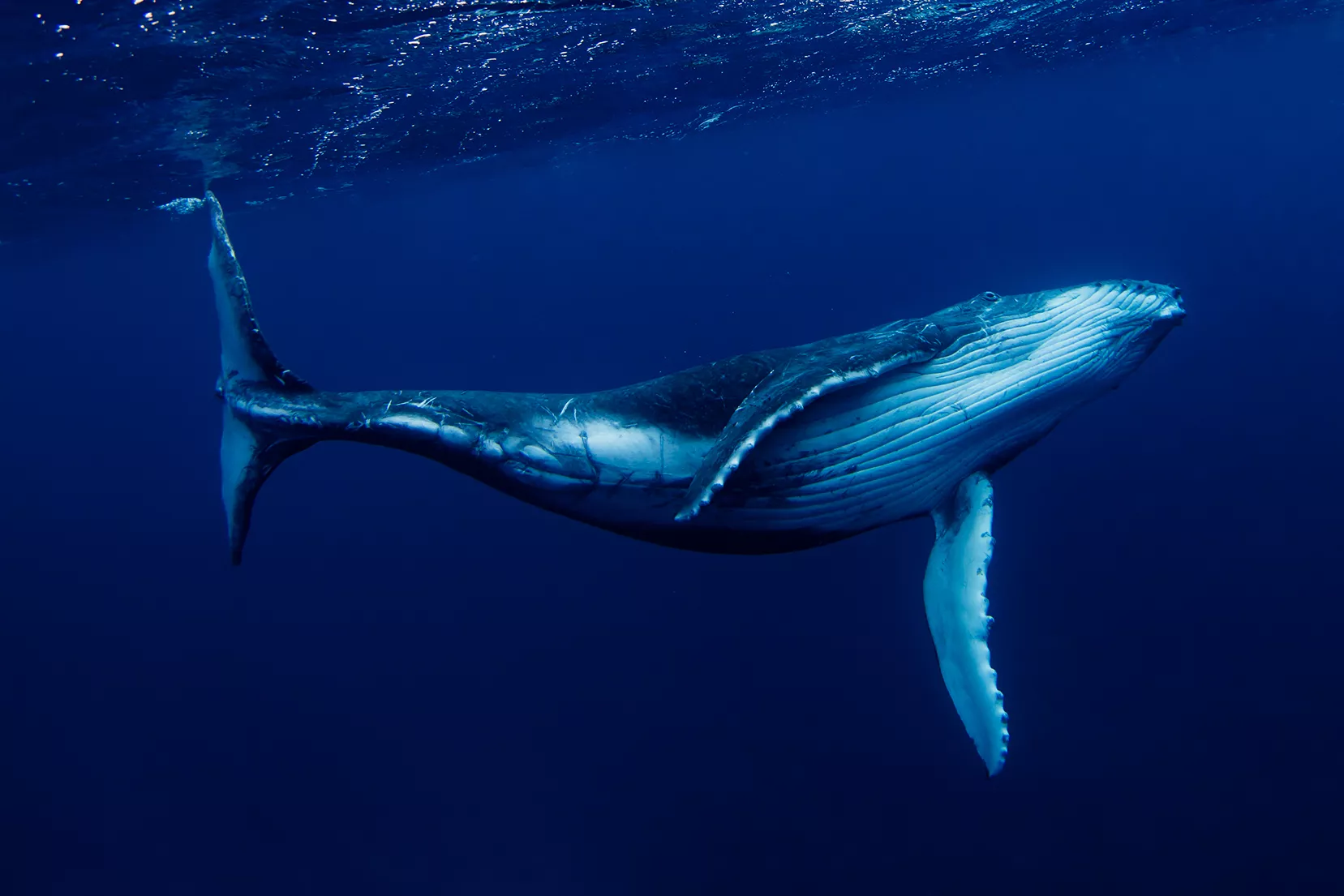 El cant de les balenes geperudes ha inspirat més d'un compositor