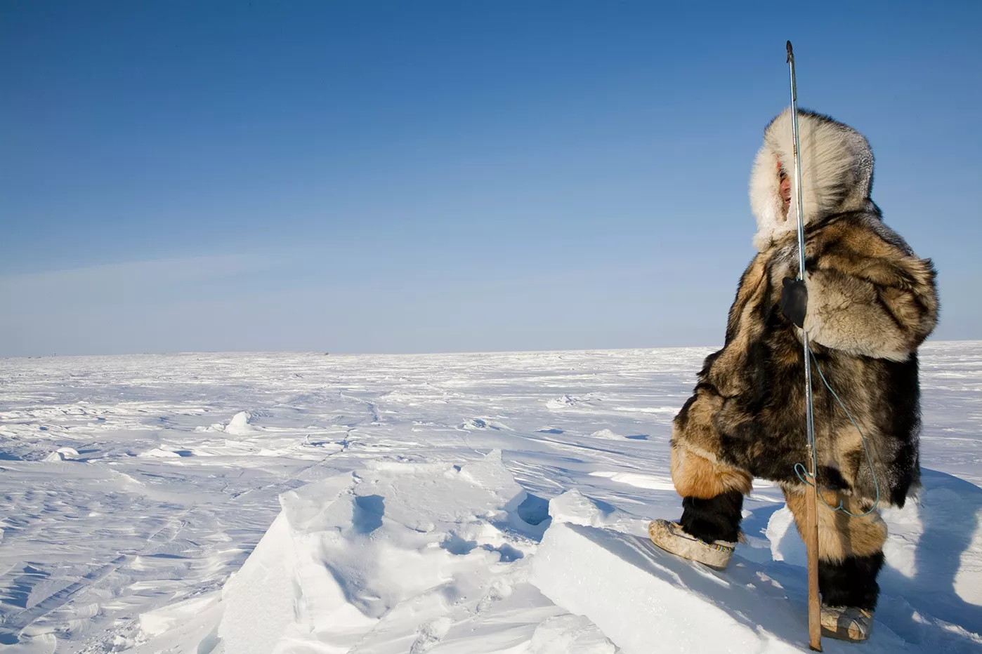 Els pobladors de les zones àrtiques s’han adaptat genèticament al fred: el seu metabolisme els  permet alimentar-se de carns  molt greixoses i prescindir de vegetals