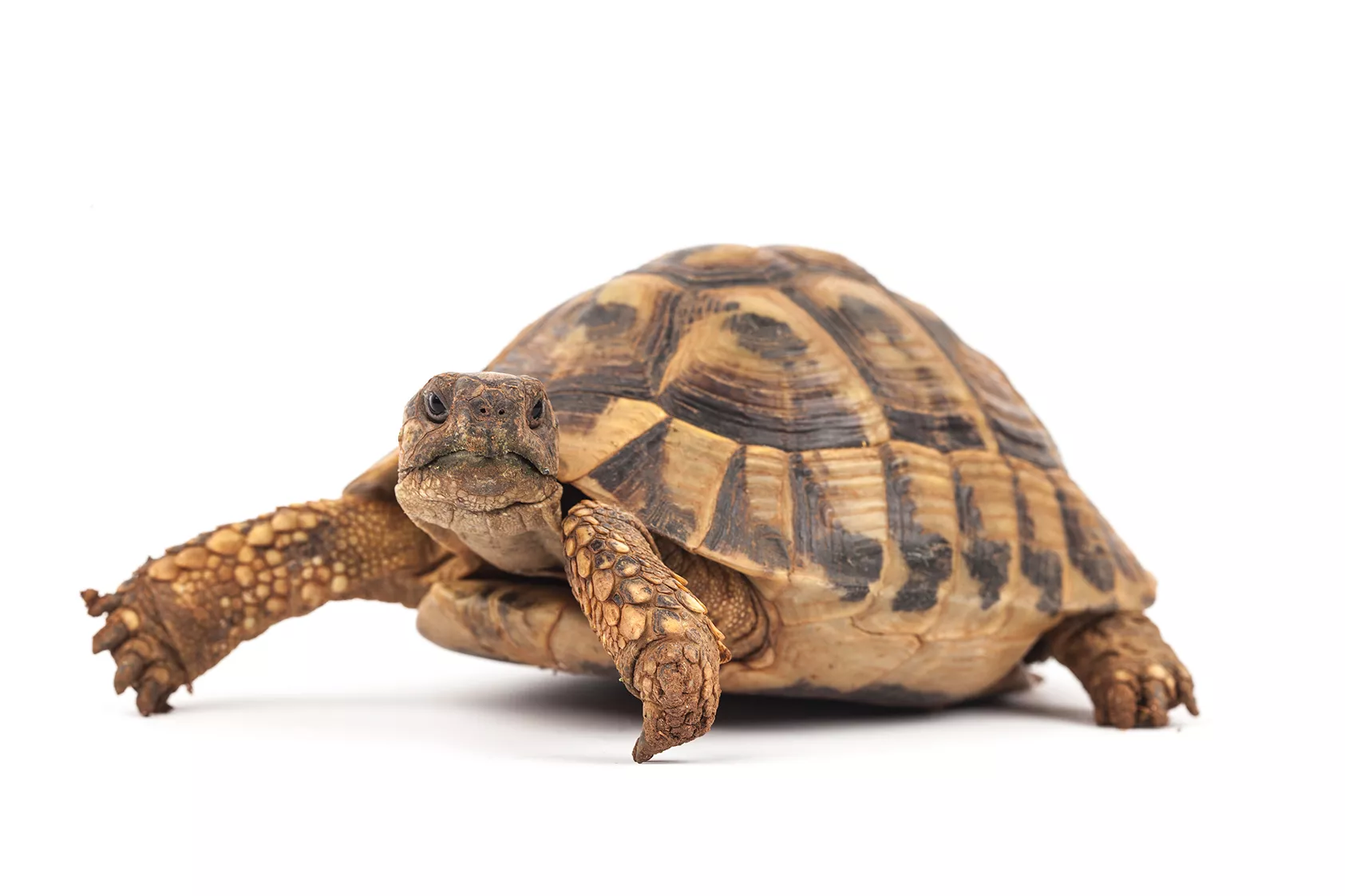 Segons Plini el Vell, Èsquil va morir per culpa de l’impacte d’una tortuga