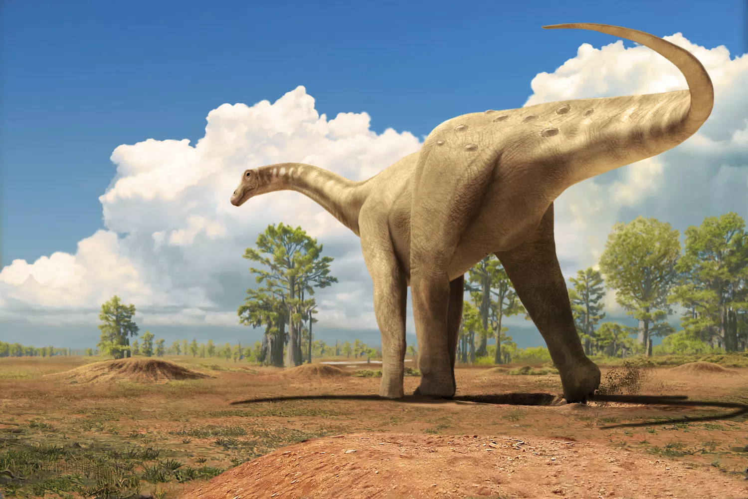 Un titanosaure passeja per l’àrea de Coll de Nargó recreada tal com era fa uns 70 milions d’anys. Se sap també que els titanosaures no arrossegaven la cua i que els agradaven les planes fangoses