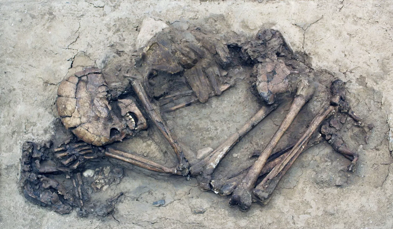 Arraulit prop del cap de la seva mestressa, aquest és el primer gos trobat en un enterrament humà, al jaciment israelià d’Ain-Mallaha. Data de fa 12.000 anys i pertany a l’anomenada ‘cultura natufiana’, pionera del sedentarisme i precursora de la revolució neolítica