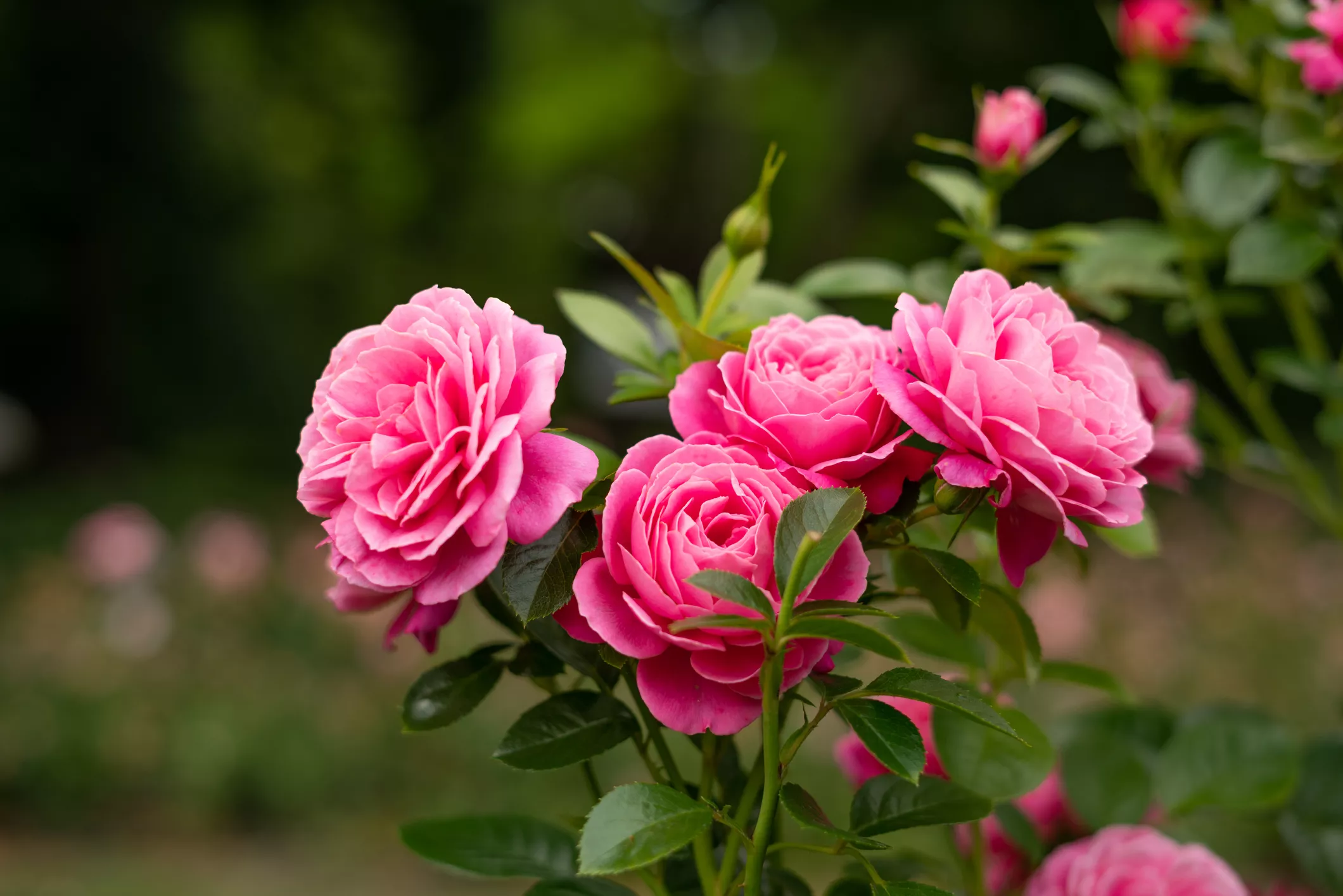 De l’hort de casa de Rita, en florí un roser a ple hivern. Fou l’últim miracle