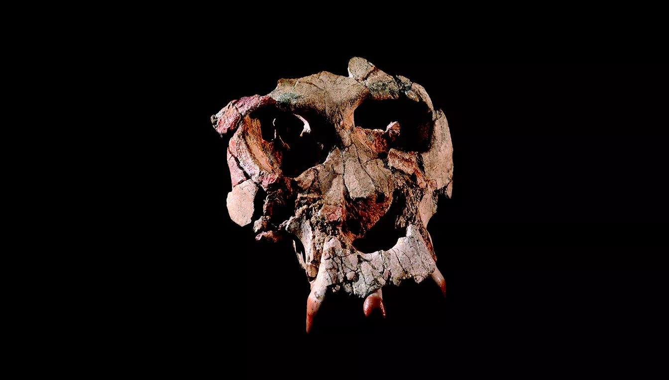 Aquesta és la peça més valuosa de l’esquelet que els paleontòlegs de l’Institut Paleontològic Miquel Crusafont van trobar d’aquest primat del Miocè