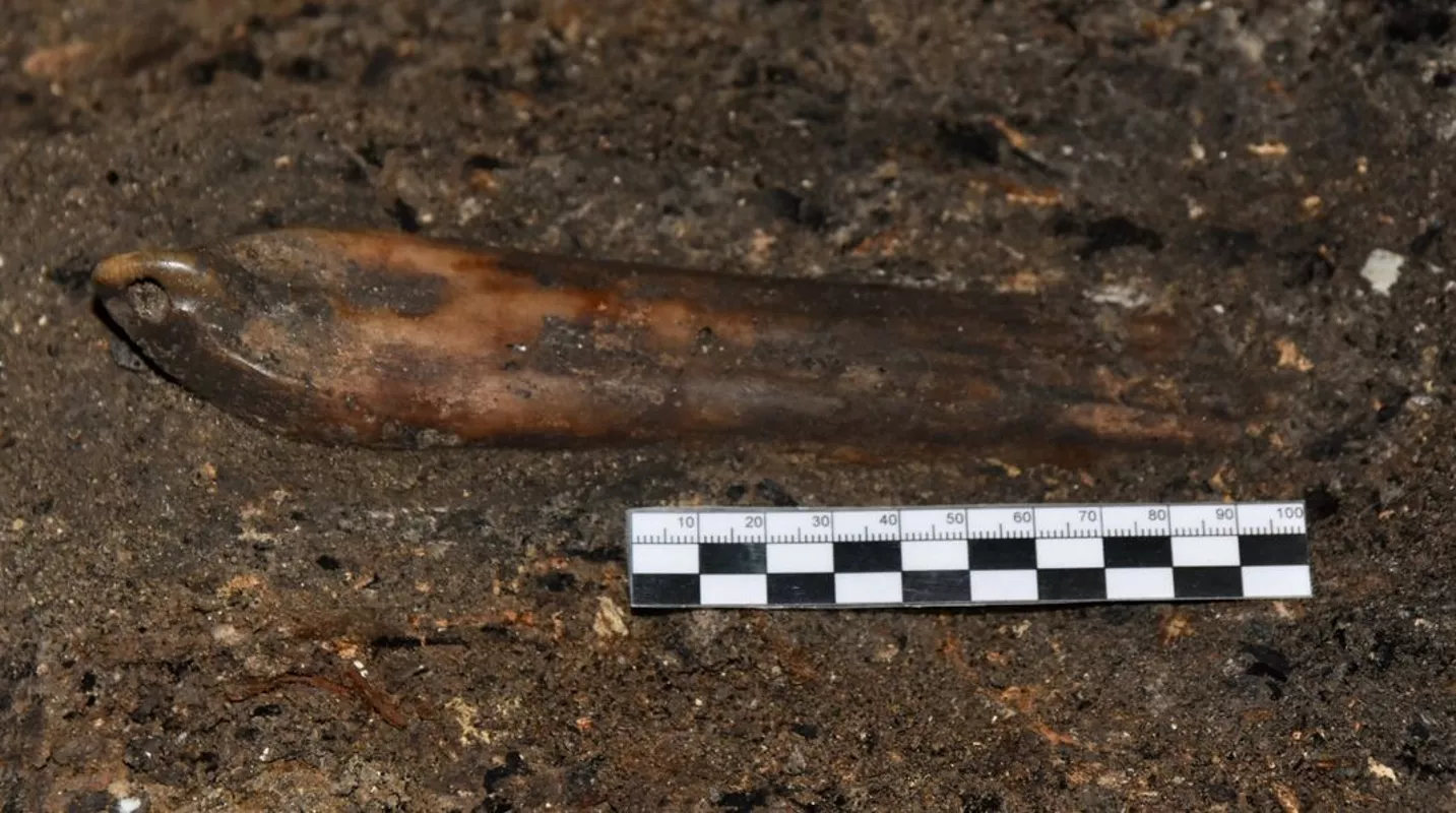 Patí d'os descobert durant les excavacions sota el terra d'una casa