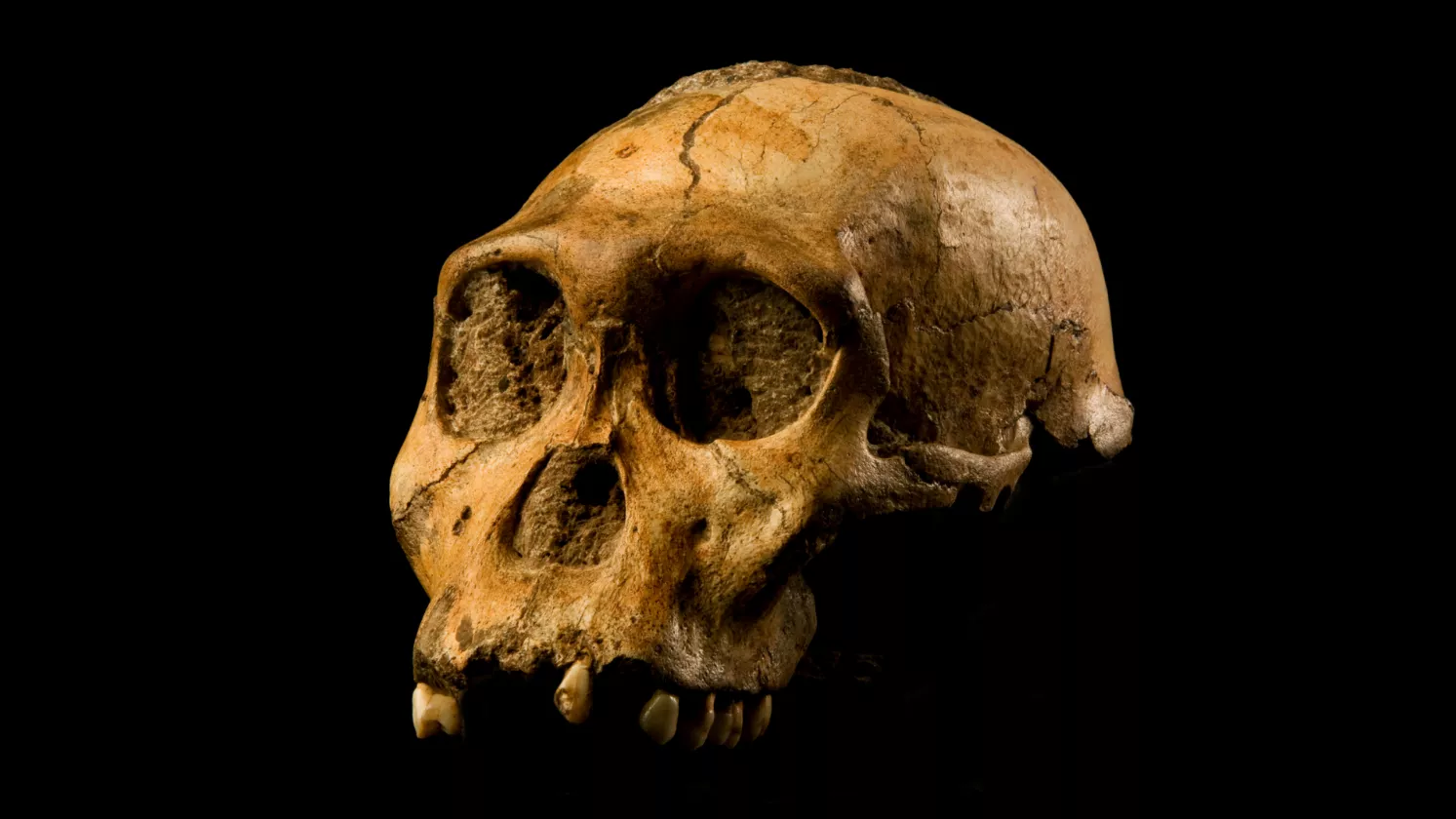Crani d'australopitec