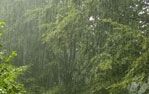 Pluja Pluja