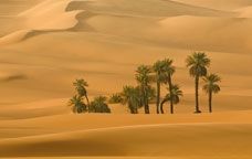 Desert libi