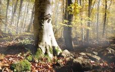 La fageda d'en Jordà, a prop d'Olot