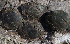 Detall de la niuada -  Institut Català de Paleontologia