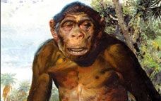 Homo erectus