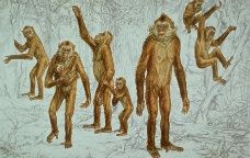 Reconstrucció gràfica d'un 'Oreopithecus' -  ICP