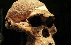 Crani de l'australopitec 'little foot'