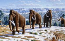 Il·lustració d'uns mamuts