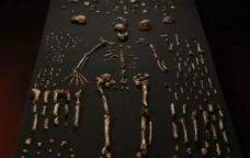 Restes de l''Homo naledi' -  eLIFE