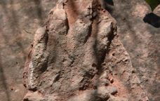 Petjada de rèptil de 230 milions d'anys trobada a Olesa de Montserrat