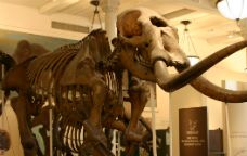 Esquelet de mastodont al Museu Americà d'Història Natural -  Ryan Somma