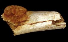 Os del peu estudiat d'1,7 milions d'anys d'antiguitat -  Patrick Randolph-Quinney (UCLAN)