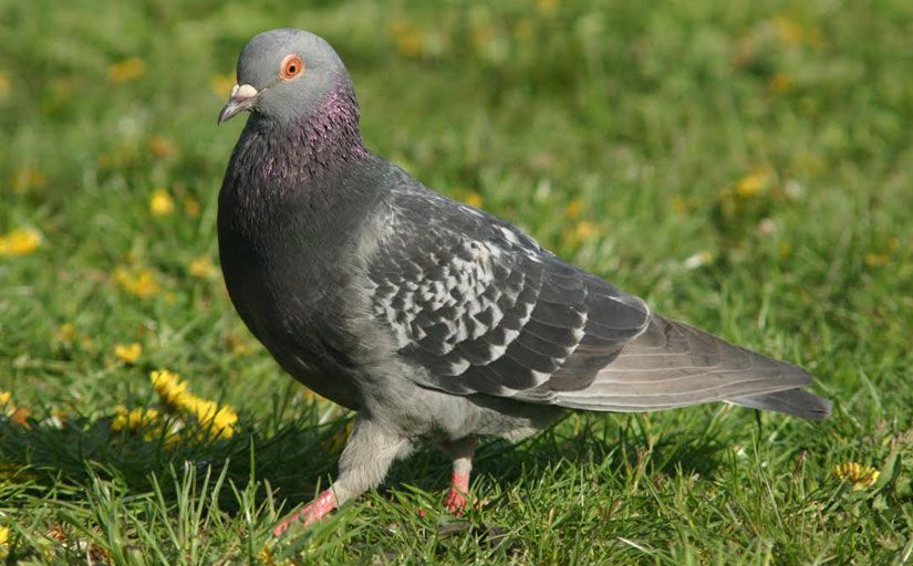 Un colom - Wikimedia Commons Un colom - Wikimedia Commons