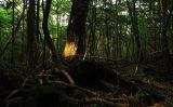 El bosc dels suïcidis, al Japó -  Ajari / Wikimedia Commons