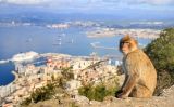 Una mona de Gibraltar amb el penyal de fons - Thinkstock Una mona de Gibraltar amb el penyal de fons - Thinkstock