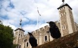 Corbs a la Torre de Londres - Wikimedia Commons Corbs a la Torre de Londres - Wikimedia Commons