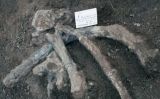 Costelles del mastodont - Museu d'Història Natural de San Diego Costelles del mastodont - Museu d'Història Natural de San Diego