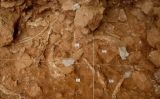 Jaciment de Gran Dolina, a Atapuerca Jaciment de Gran Dolina, a Atapuerca