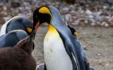 Els pingüins van arribar a assolir el metre cinquanta d'alçada al Paleocè mitjà - Pixabay Els pingüins van arribar a assolir el metre cinquanta d'alçada al Paleocè mitjà - Pixabay