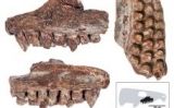 Maxil·lar fòssil on s'observen tres fileres de dents -  ICP (Institut Català de Paleontologia Miquel Crusafont)
