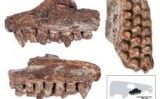 Maxil·lar fòssil on s'observen tres fileres de dents - ICP (Institut Català de Paleontologia Miquel Crusafont) Maxil·lar fòssil on s'observen tres fileres de dents - ICP (Institut Català de Paleontologia Miquel Crusafont)