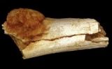 Os del peu estudiat d'1,7 milions d'anys d'antiguitat -  Patrick Randolph-Quinney (UCLAN)